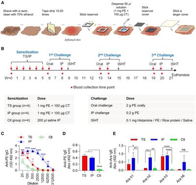 Development of a mini pig model of peanut allergy